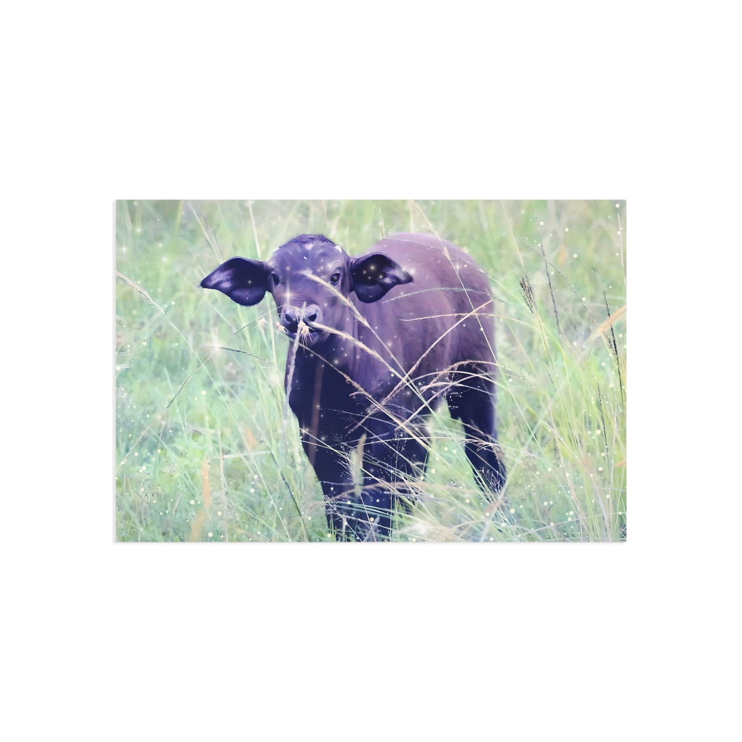 Charming Carabo Fine Art Postcards - Nature-Inspired Greeting Cards